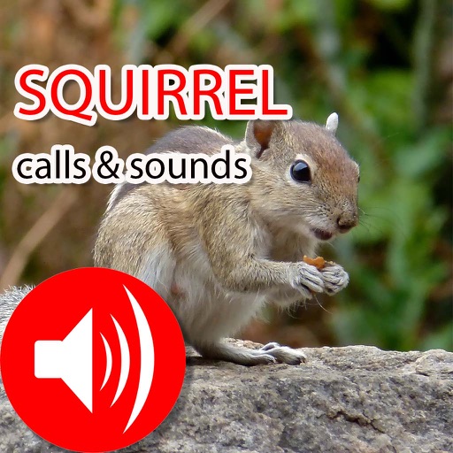 Squirrel Sounds & Call - Real Sounds icon