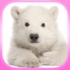 Find the Pair : Bears : Free Matching Games
