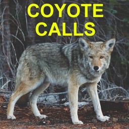 Coyote Calls for Predator Hunting Coyote