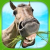 Find the Pair : Animals : Free Matching Games