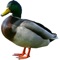 Duck is the common name for a large number of species in the waterfowl family Anatidae, which also includes swans and geese