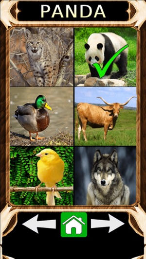 Animal Sounds Quiz 2.0