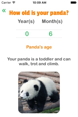 Panda Years - Age of Pandas screenshot 2