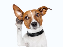 Jacks is a little terrier that loves to have fun