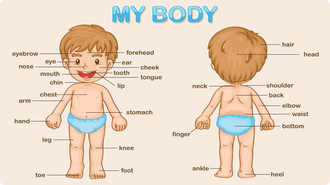 My Body Parts - Baby Learning English Fl