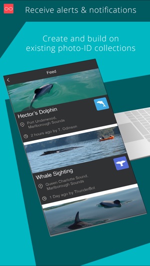 Hector's Dolphin Sightings(圖3)-速報App