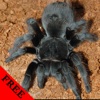 Spider Video and Photo Galleries FREE