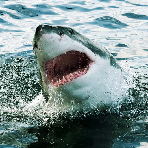 Angry Hungry Shark World - Great White Shark Sea Monster Attack Simulator icon