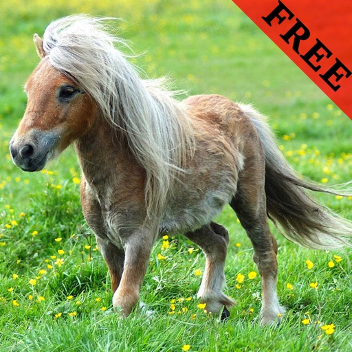 Pony ( Small Horse ) Video and Photo Galleries F icon