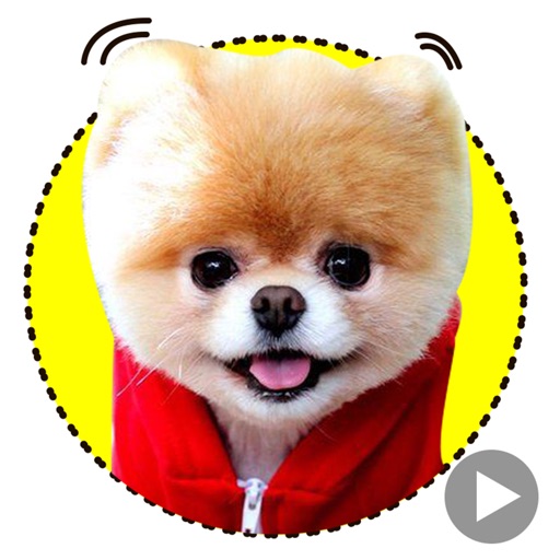Boo The Happiest Dog icon