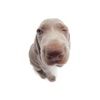Cutest Dog Fisheye Sticker Pack for iMessage