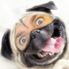 Top 20 Photo & Video Apps Like Dog Me! - Best Alternatives