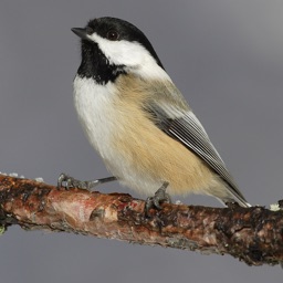 Chickadee Bird Calls - High Quality Sound Effects Live From Nature