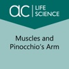 Muscles and Pinocchio’s Arm