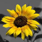 Splash of Color Pro Black  White Photo Maker