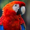 Parrots Zoo