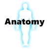 Anatomy Basic Study Guide-Cheatsheet with Glossary