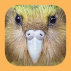 Top 39 Reference Apps Like Birds of New Zealand - Best Alternatives