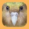 The Birds of New Zealand app is an interactive version of the newly released Birds of New Zealand: A Photographic Guide by Paul Scofield and Brent Stephenson