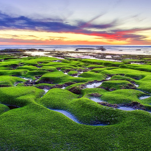 Moss Wallpapers HD- Quotes and Art Pictures