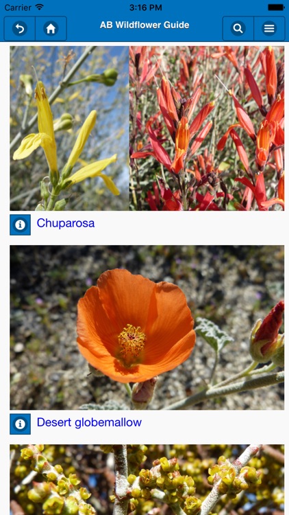 Anza-Borrego Wildflower Guide