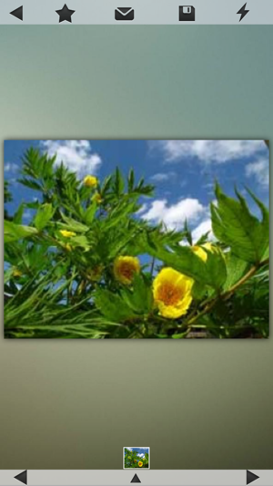 Medicinal Plants Collection(圖5)-速報App