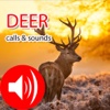 Deer Sounds & Calls for Field Deer Hunting
