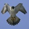 A falcon is a member of the genus Falco, which includes about 40 species