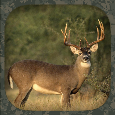 Whitetail Hunting Calls