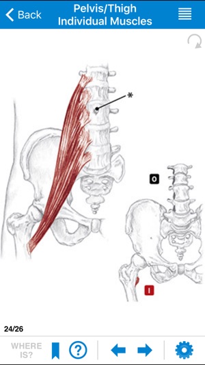 AMTA Massage Anatomy Guide(圖2)-速報App