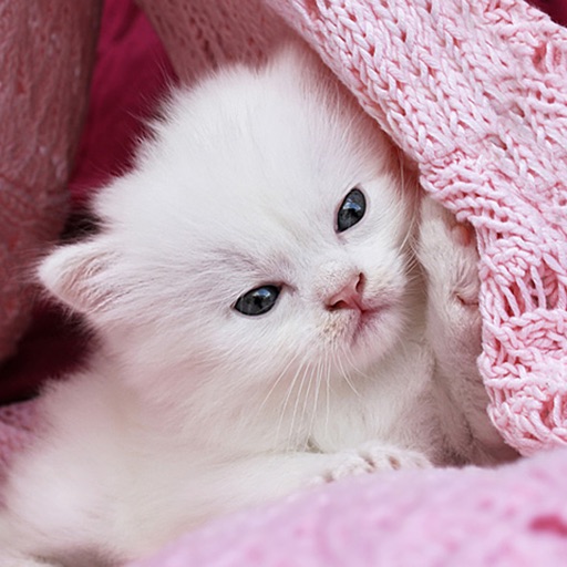 Cute Kitty Wallpapers HD - Cat & Kitten Pictures icon