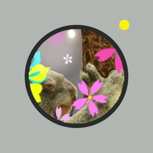 koalaCamera icon