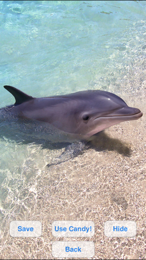 Lovely Dolphins Slideshow & Wallpapers(圖3)-速報App