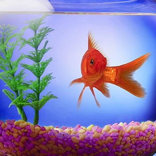 GoldFish Pets, Golden Fish Wallpapers & Pictures icon