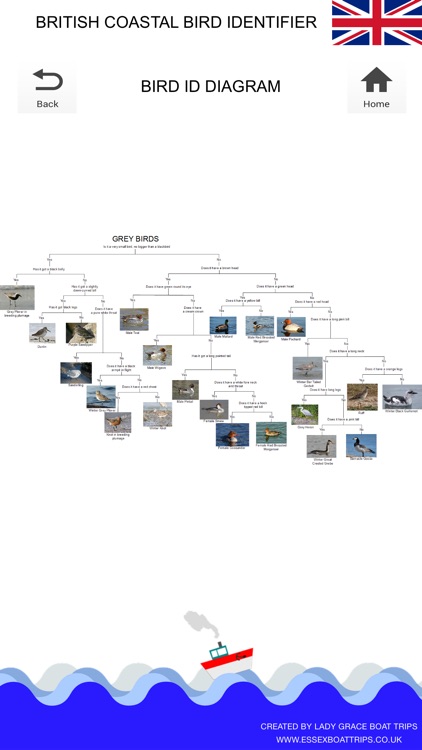 British Coastal Bird ID