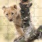 Jigsaw Puzzles For Kids: The Wild Life Animals