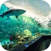 VR Aquarium for Google Cardboard Edtion