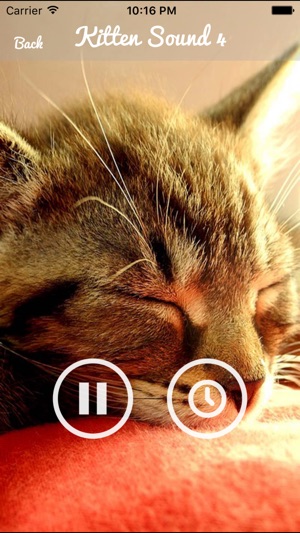 Kitten Sounds – Cat Meow Sound(圖3)-速報App