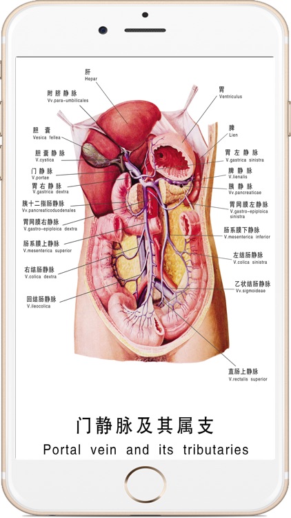 全套人体解剖