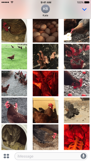 Chicken GIFs(圖4)-速報App