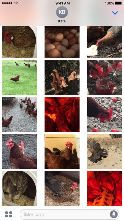 Chicken GIFs screenshot-3