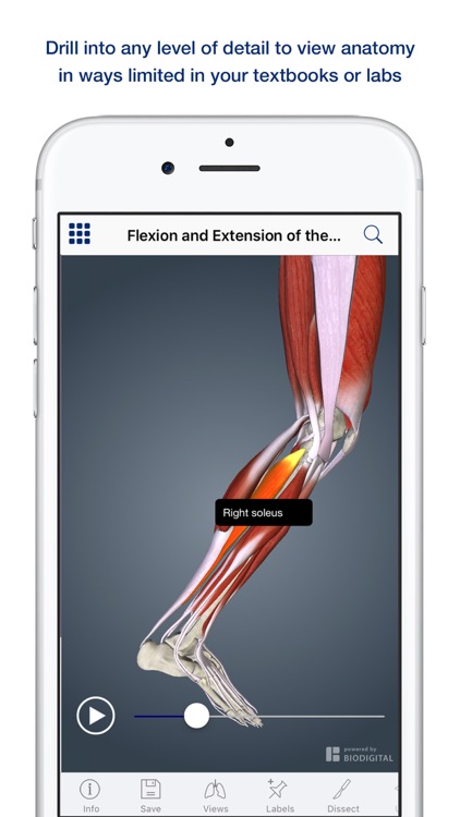 3D Muscle Anatomy