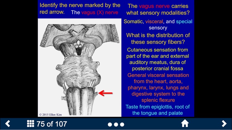 Neuroanatomy - SecondLook