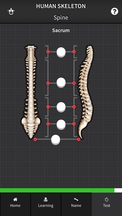 Human Skeleton: Bones for beginners screenshot-4