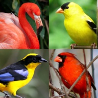 Vögel der Welt: Quiz über die berühmten Vögel apk