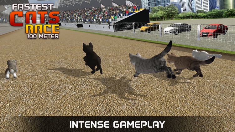 Fastest Pet Cat Racing fun Game screenshot-3