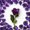 Flower Greetings Violet Roses