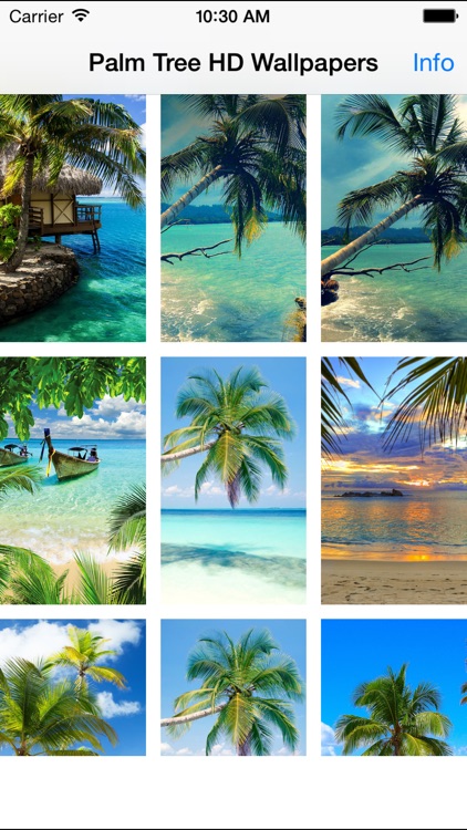 Beautiful Palm Tree Wallpapers (HD) - Backgrounds by Anjaneyulu Reddy ...
