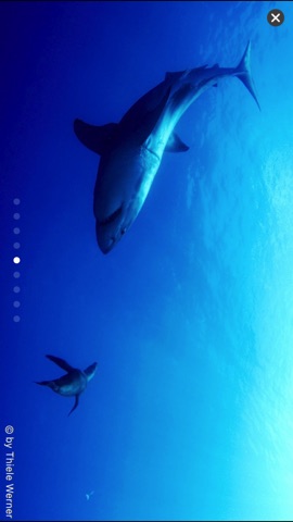 Sharkproject App Itunes Deutschland