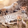 Cheetah Wild Life Simulator 3D